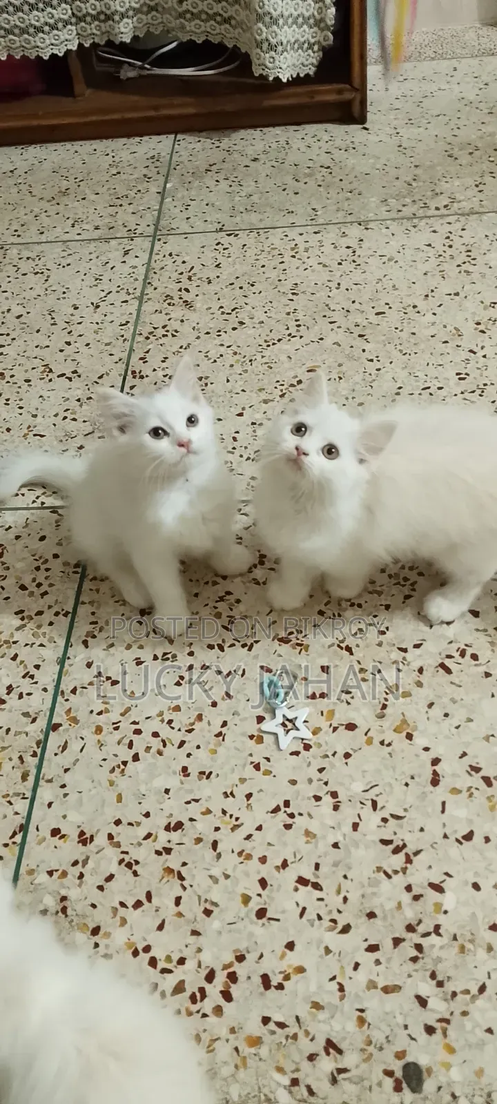 1-3 months Male Purebred Persian