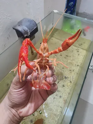 অ্যাকোয়ারিয়াম লবস্টার
