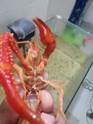 অ্যাকোয়ারিয়াম লবস্টার