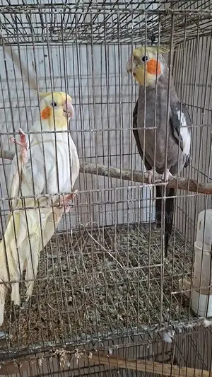 Cockatiel Bird Pair