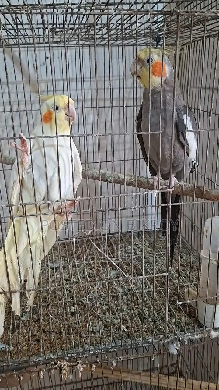 Cockatiel Bird Pair