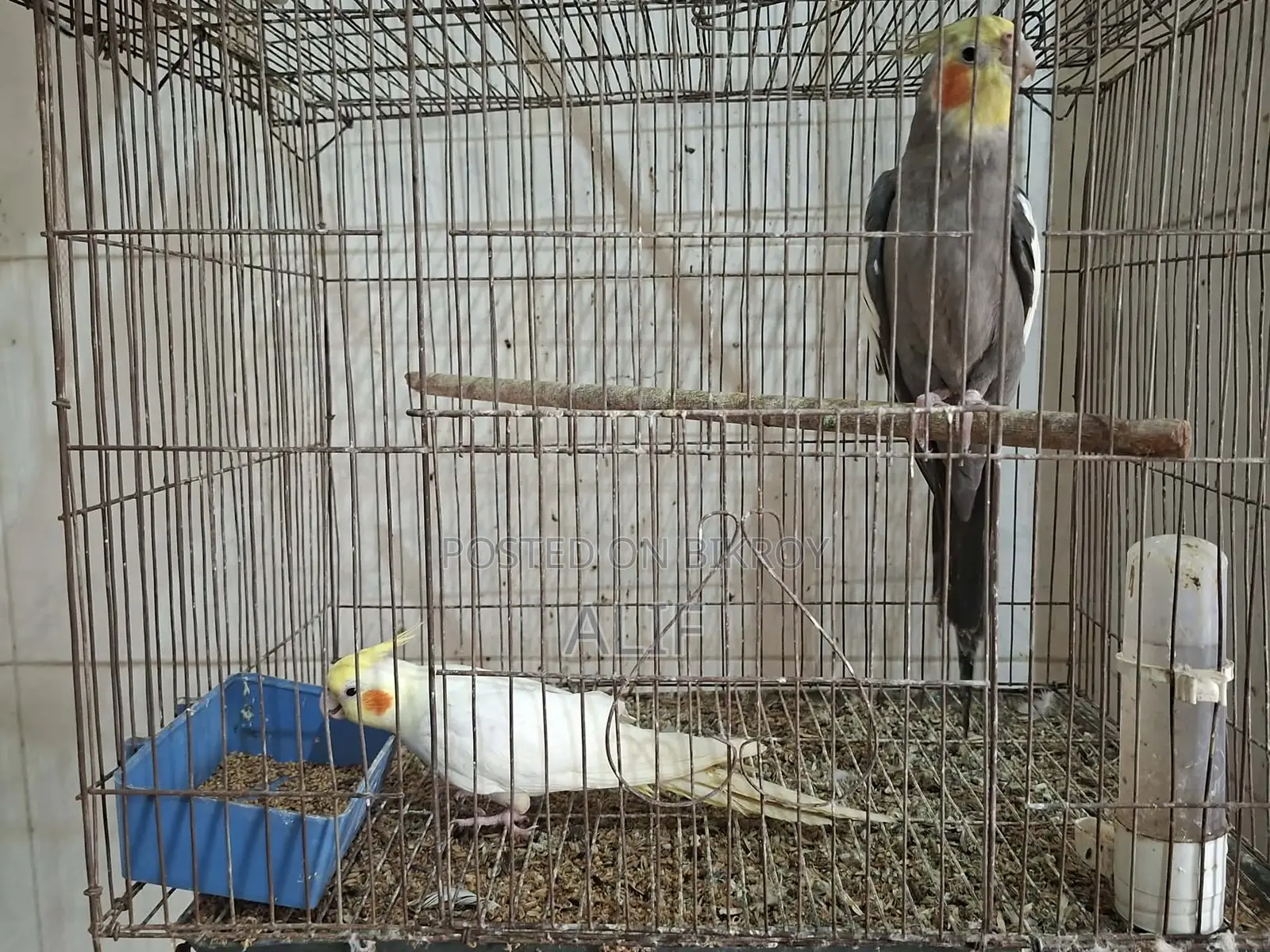 Cockatiel Bird Pair