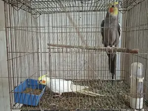 Cockatiel Bird Pair