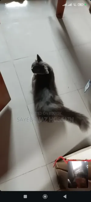 ১+ বছরের নারী বিশুদ্ধ জাতের পার্শিয়ান বিড়াল