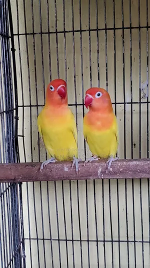 রানিং ইয়লো ফিশার লাভবার্ডস জোড়া