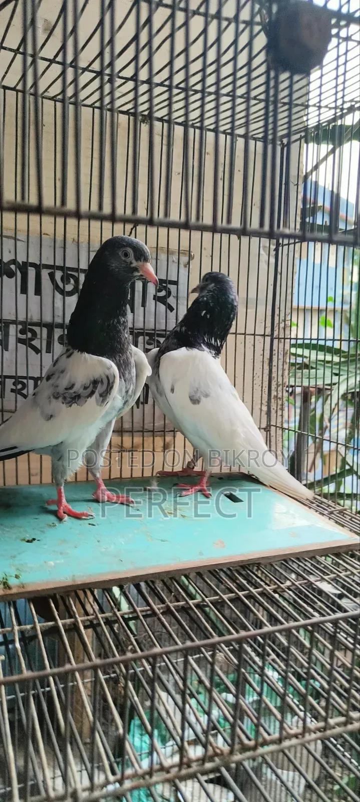 Pakistan Pigeon Kamagar, Teddy, Saki