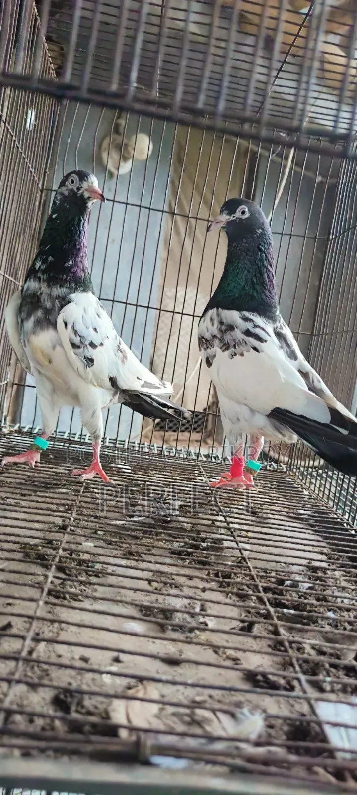 Pakistan Pigeon Kamagar, Teddy, Saki