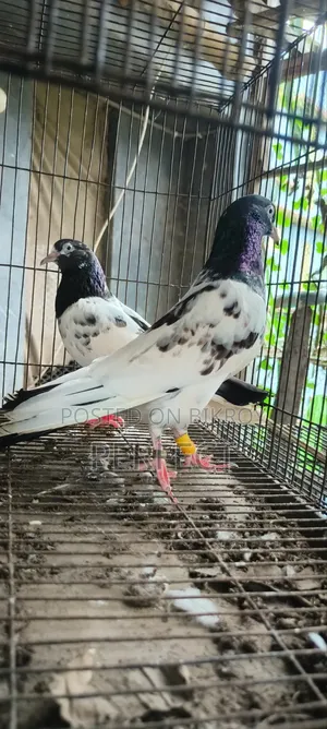 Pakistan Pigeon Kamagar, Teddy, Saki