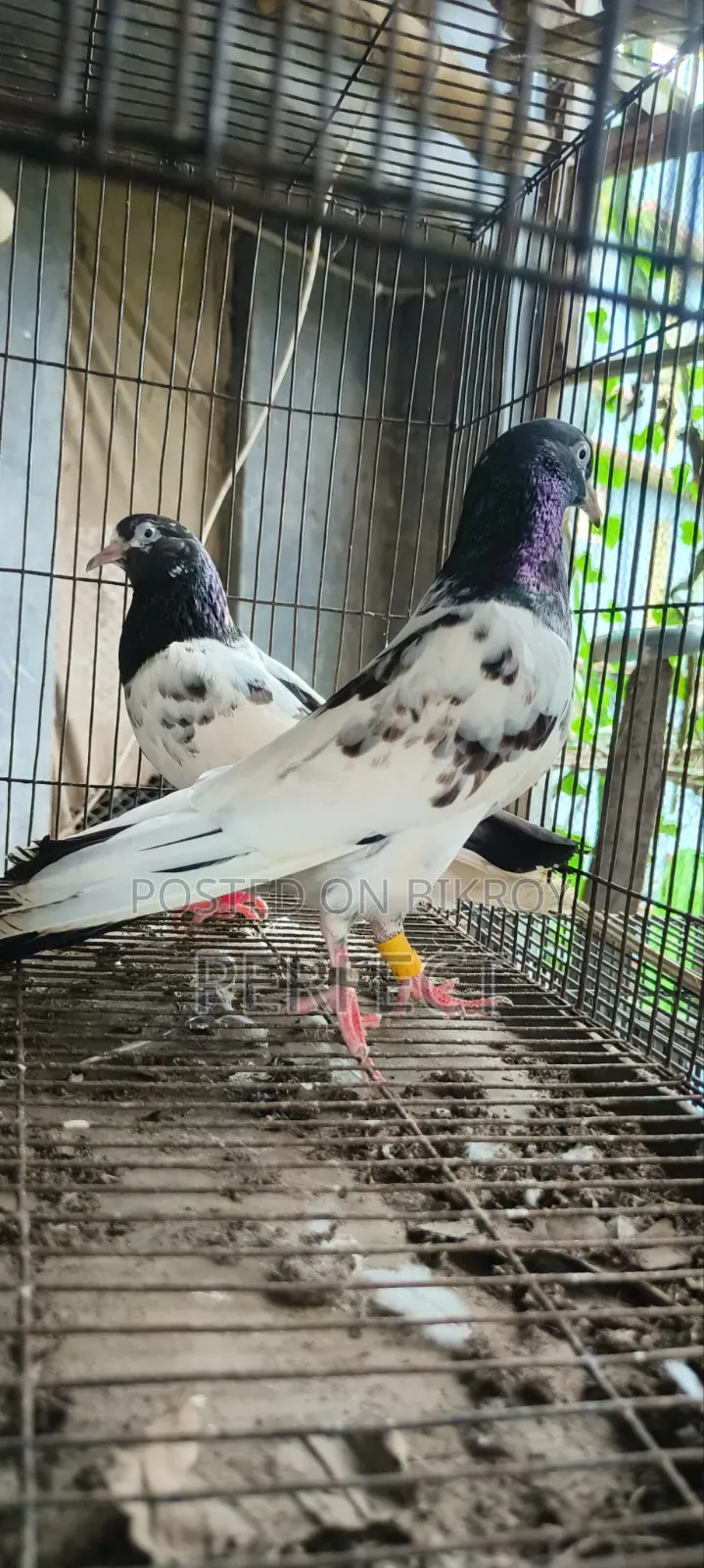Pakistan Pigeon Kamagar, Teddy, Saki