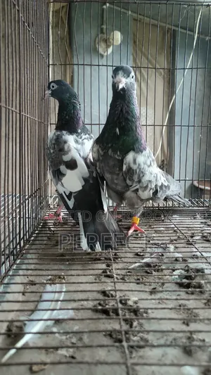 Pakistan Pigeon Kamagar, Teddy, Saki