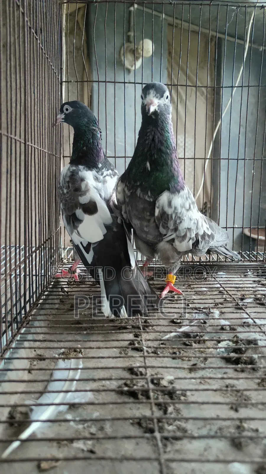Pakistan Pigeon Kamagar, Teddy, Saki