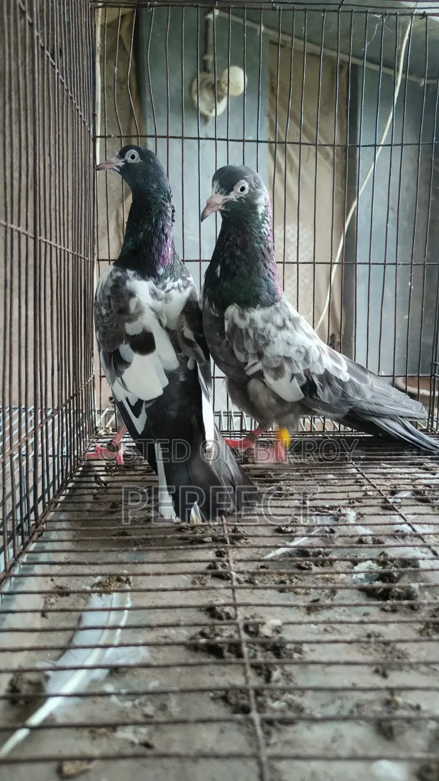 Pakistan Pigeon Kamagar, Teddy, Saki