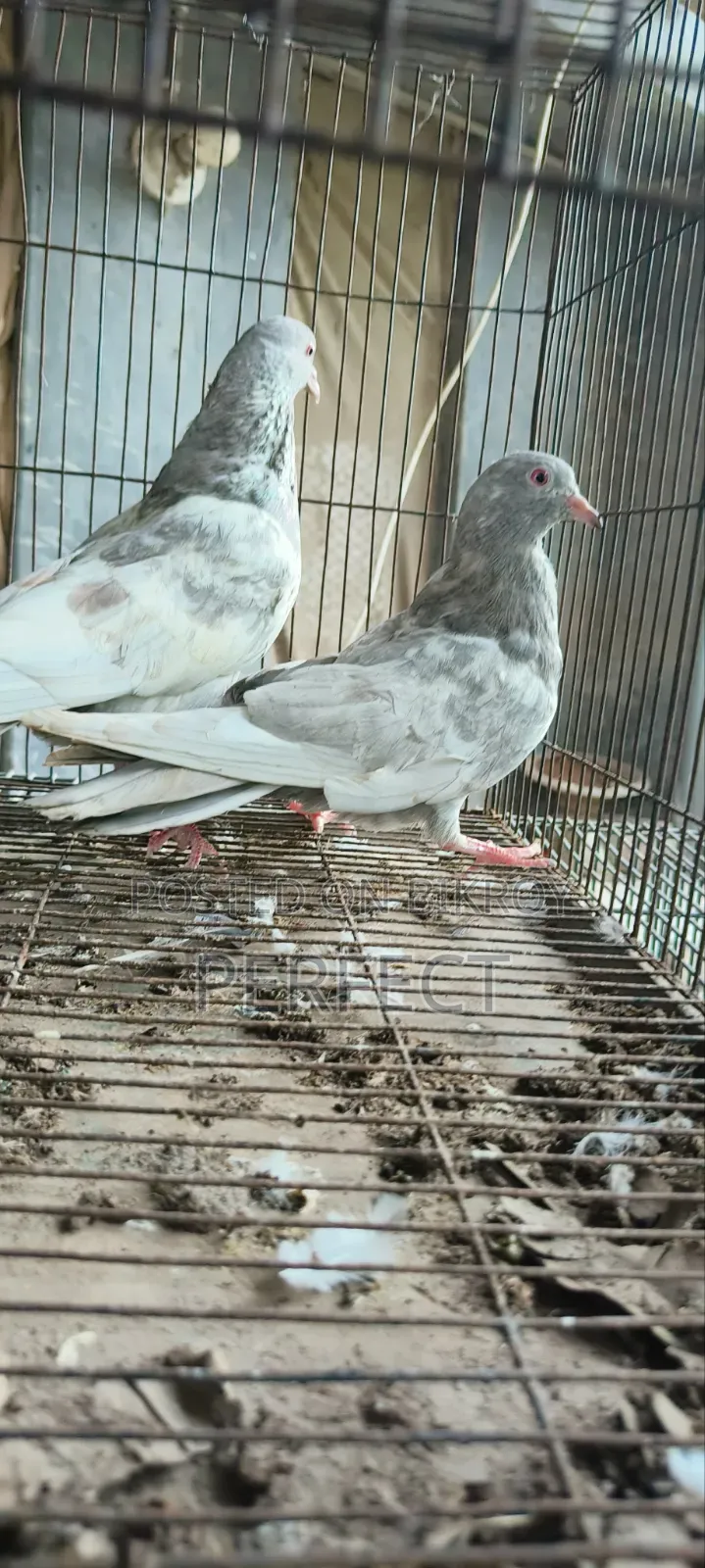 Pakistan Pigeon Kamagar, Teddy, Saki