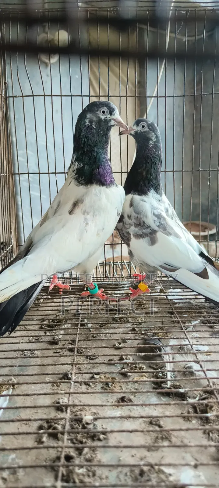Pakistan Pigeon Kamagar, Teddy, Saki