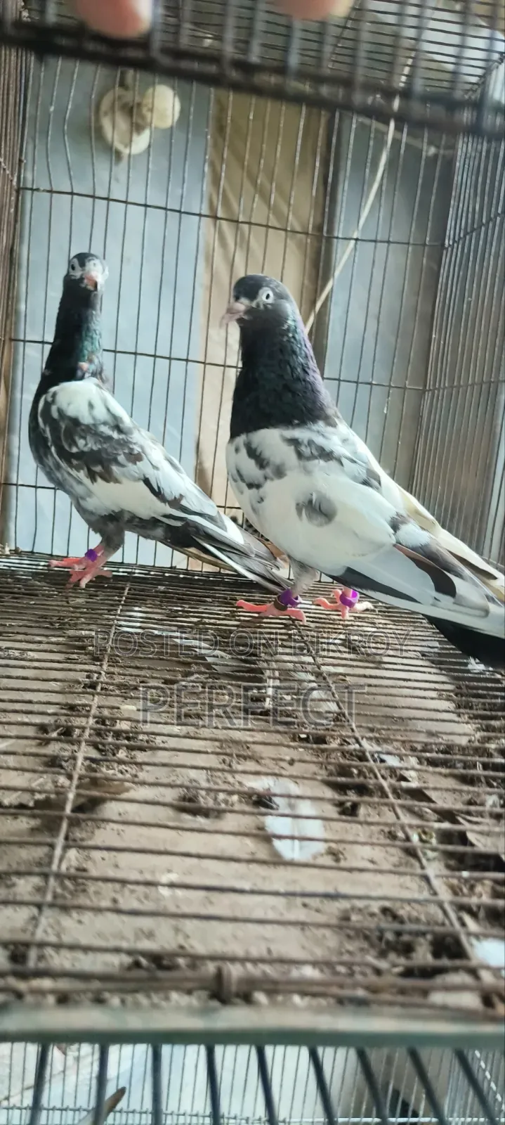 Pakistan Pigeon Kamagar, Teddy, Saki