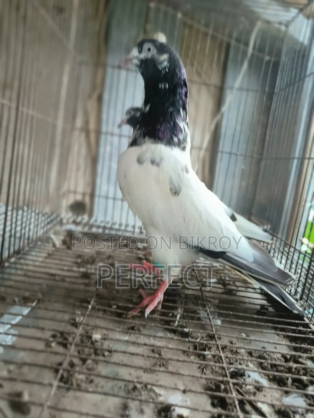 Pakistan Pigeon Kamagar, Teddy, Saki