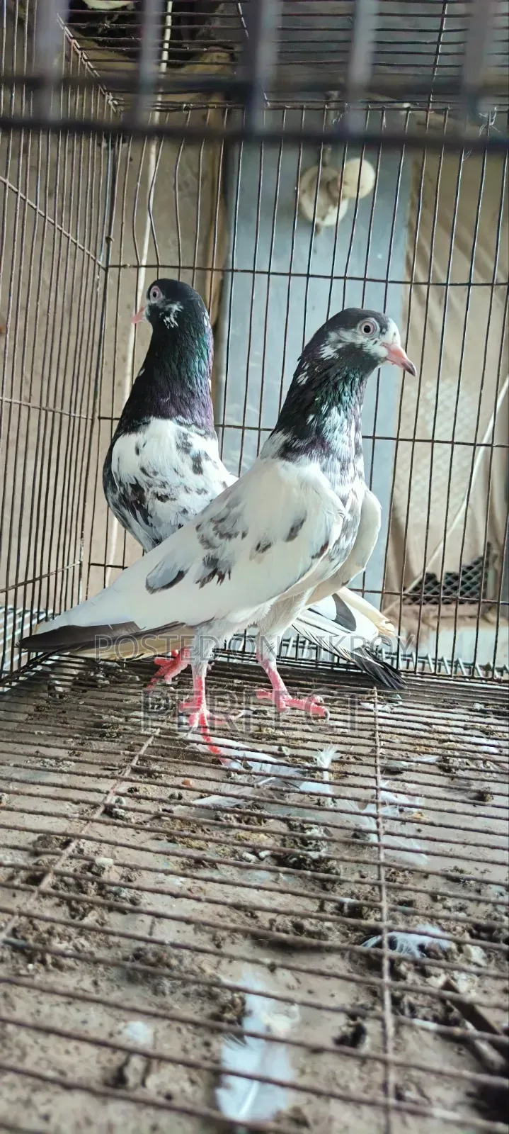 Pakistan Pigeon Kamagar, Teddy, Saki