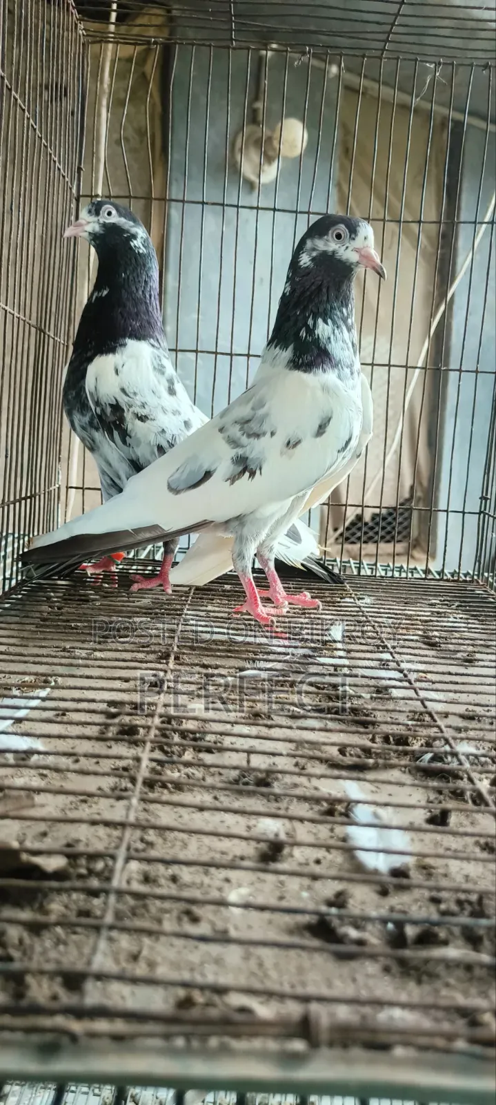 Pakistan Pigeon Kamagar, Teddy, Saki