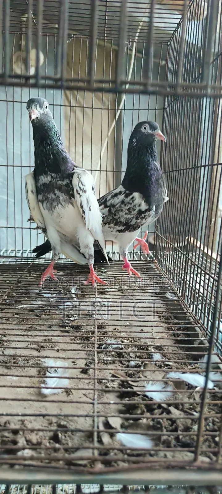 Pakistan Pigeon Kamagar, Teddy, Saki