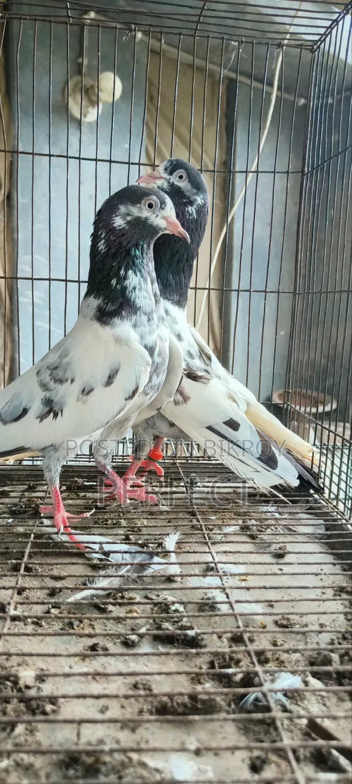 Pakistan Pigeon Kamagar, Teddy, Saki