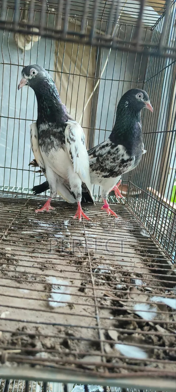 Pakistan Pigeon Kamagar, Teddy, Saki