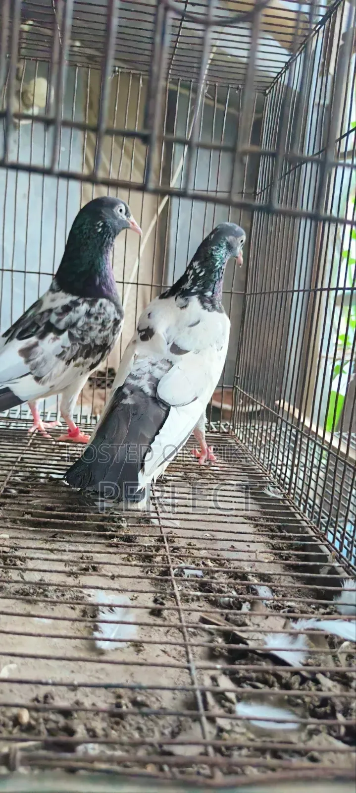 Pakistan Pigeon Kamagar, Teddy, Saki