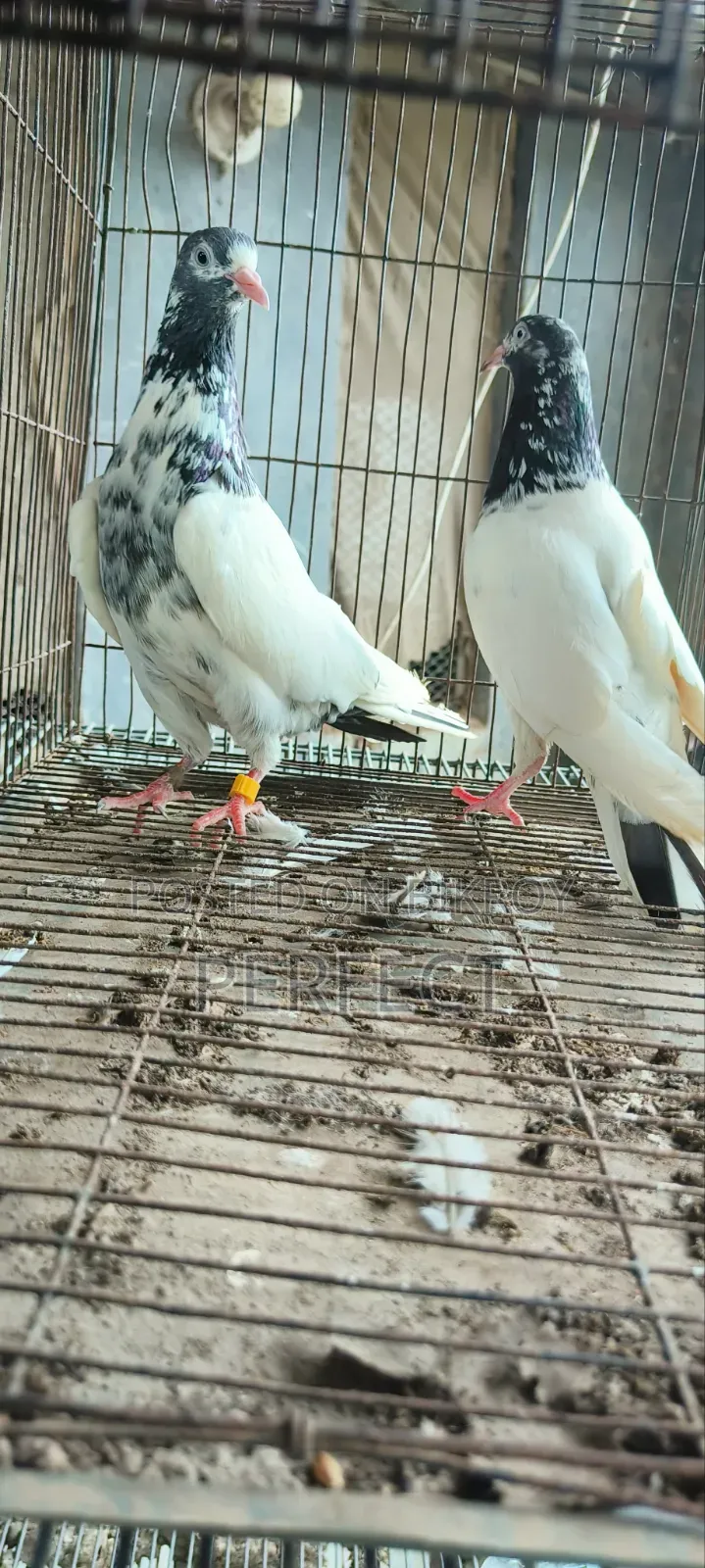 Pakistan Pigeon Kamagar, Teddy, Saki
