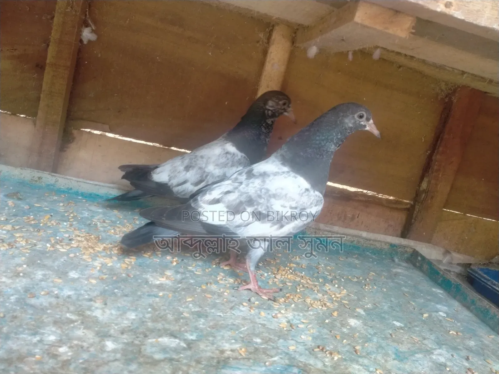 মাশা আল্লাহ কবুতর বিক্রি করা হবে