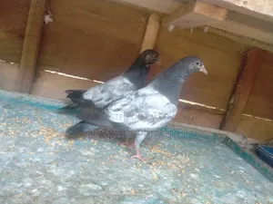মাশা আল্লাহ কবুতর বিক্রি করা হবে