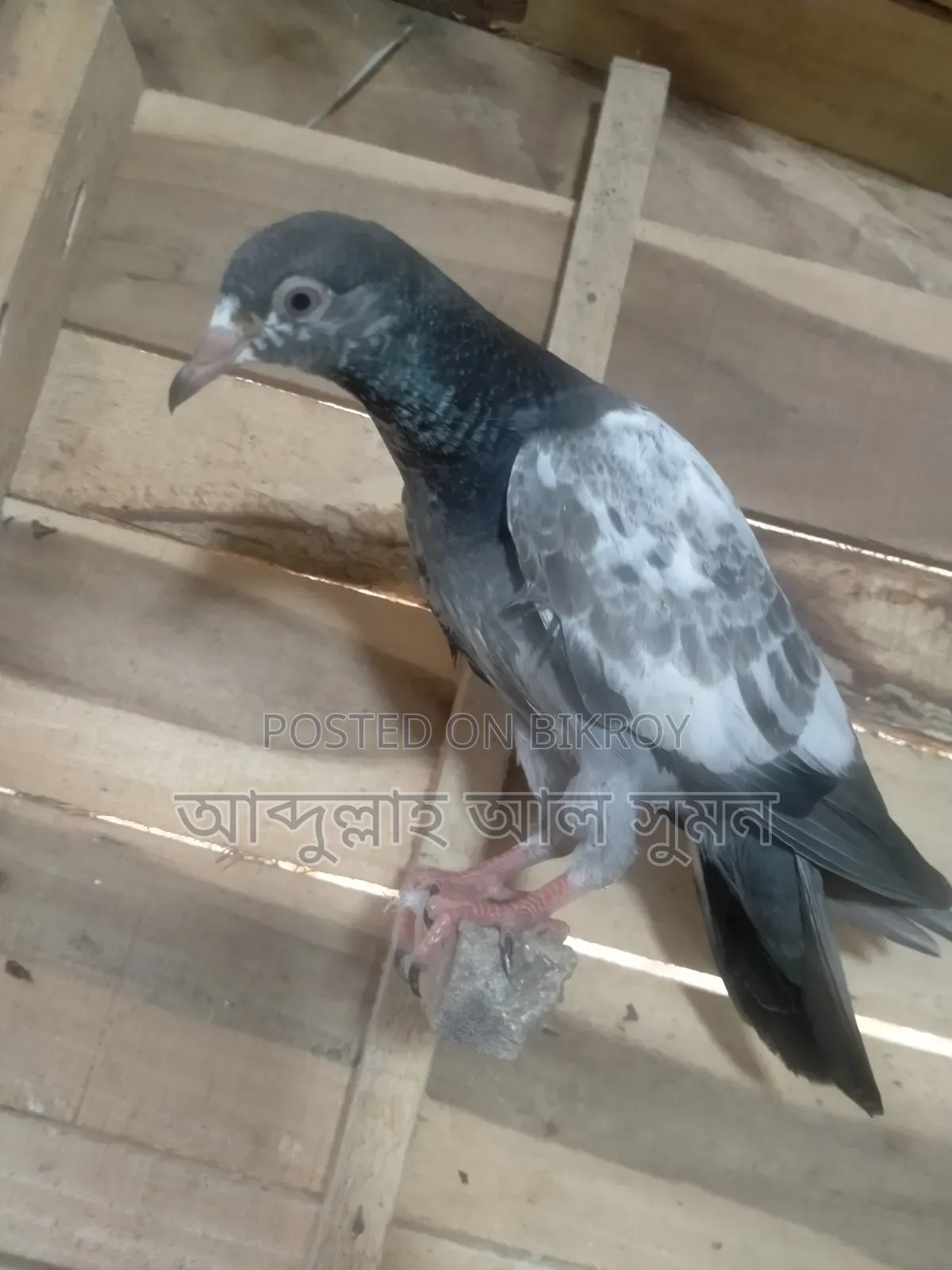 মাশা আল্লাহ কবুতর বিক্রি করা হবে