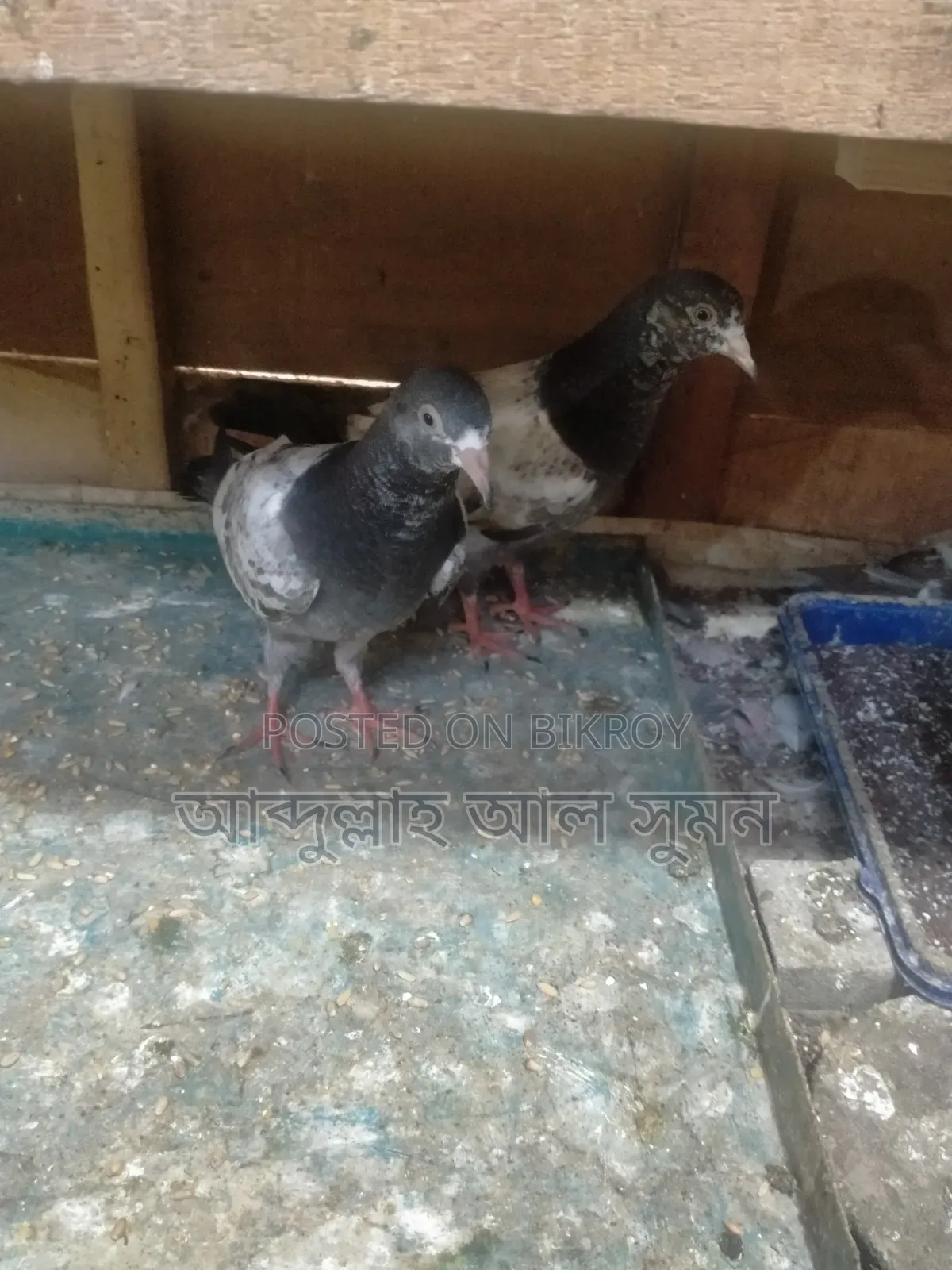 মাশা আল্লাহ কবুতর বিক্রি করা হবে
