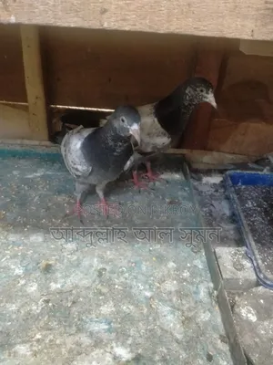 মাশা আল্লাহ কবুতর বিক্রি করা হবে