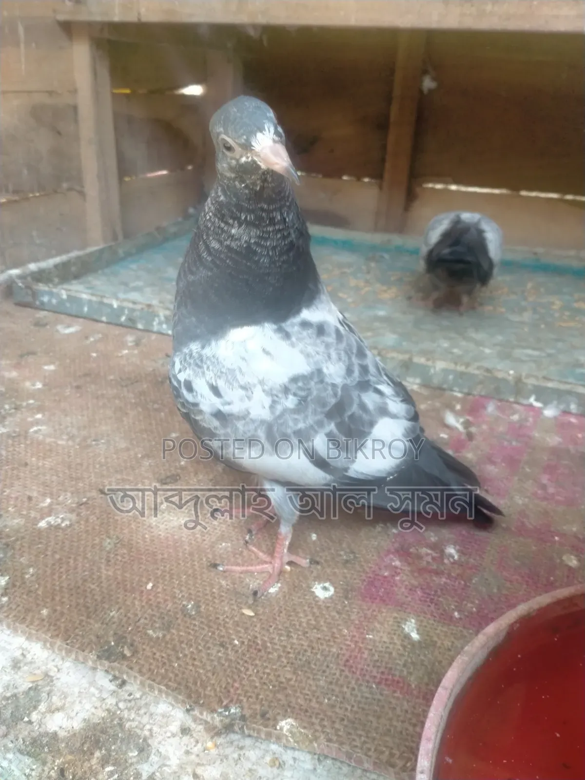 মাশা আল্লাহ কবুতর বিক্রি করা হবে