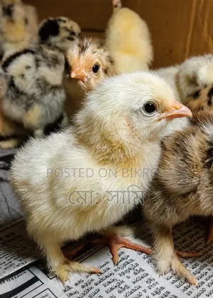 Brahma, Sebright, European Quail, Native Chicken Chicks