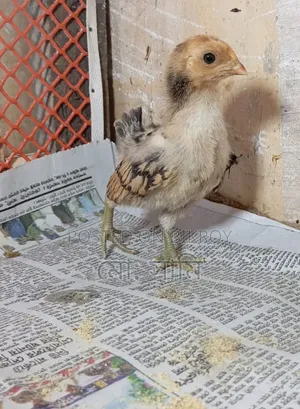Brahma, Sebright, European Quail, Native Chicken Chicks