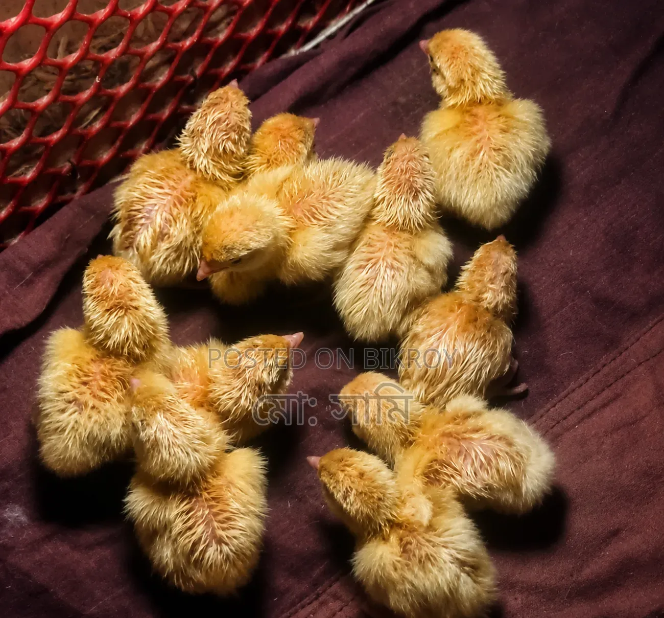 Brahma, Sebright, European Quail, Native Chicken Chicks