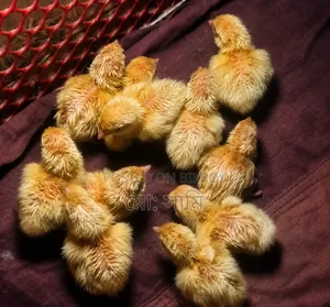 Brahma, Sebright, European Quail, Native Chicken Chicks
