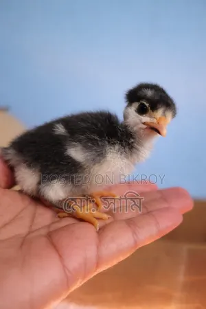 Brahma, Sebright, European Quail, Native Chicken Chicks