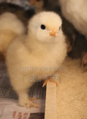 Brahma, Sebright, European Quail, Native Chicken Chicks