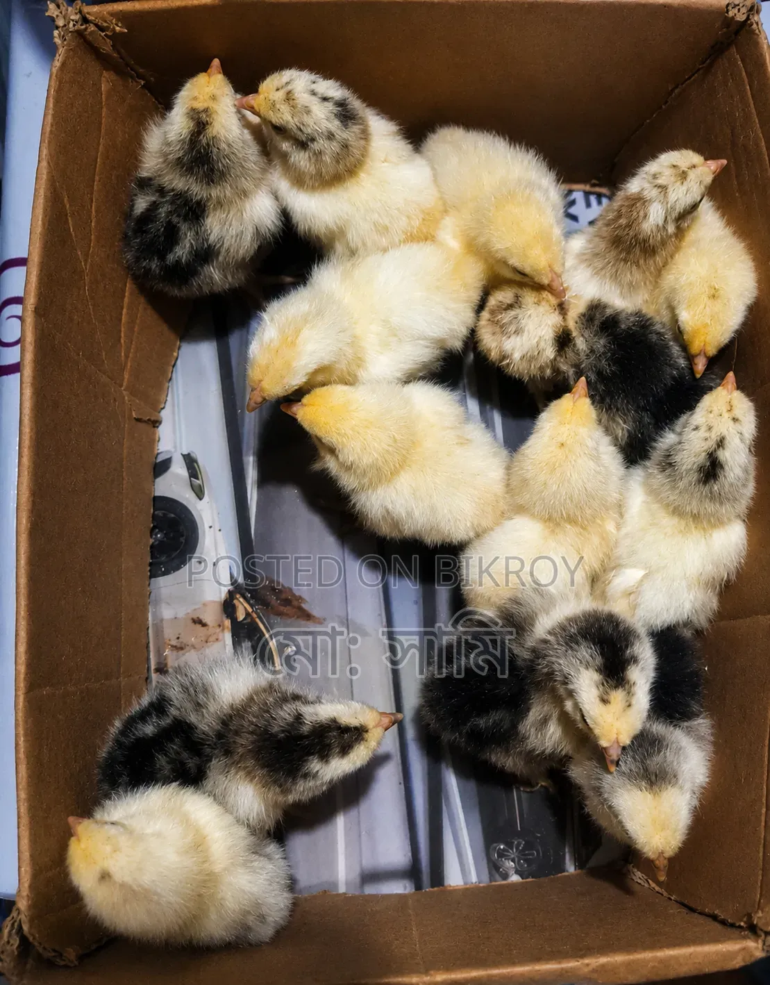 Brahma, Sebright, European Quail, Native Chicken Chicks