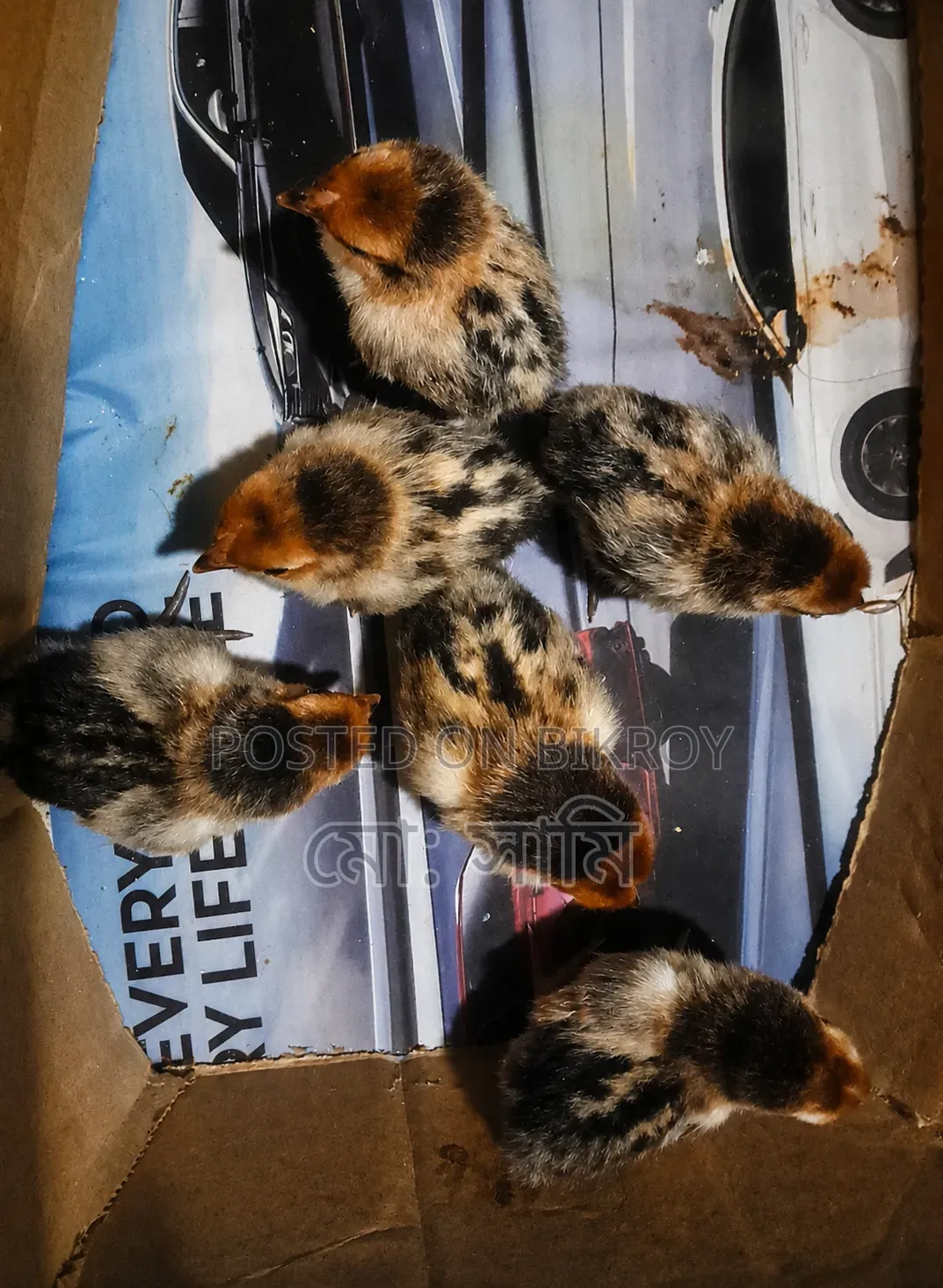 Brahma, Sebright, European Quail, Native Chicken Chicks