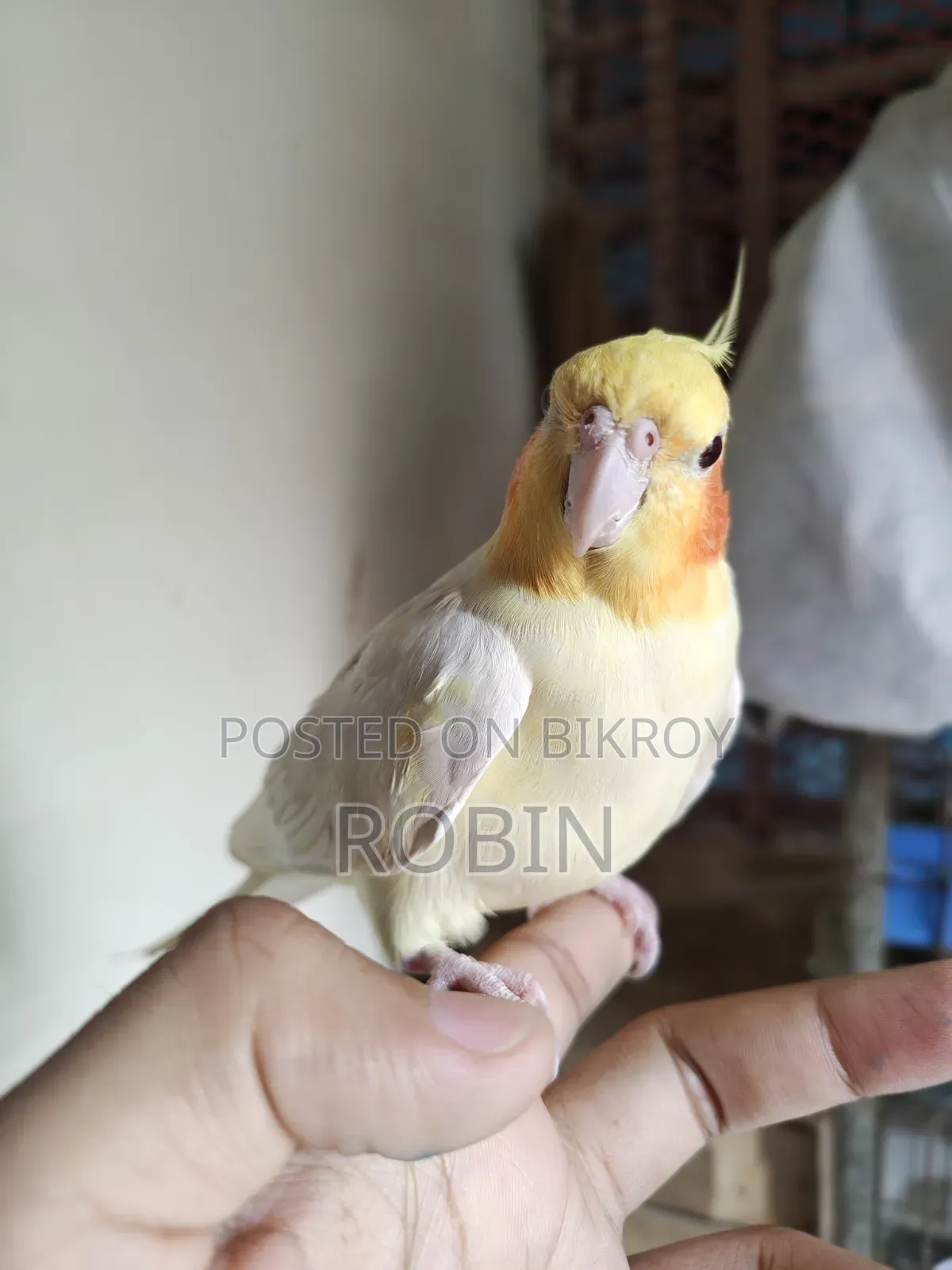 Cockatiel Male