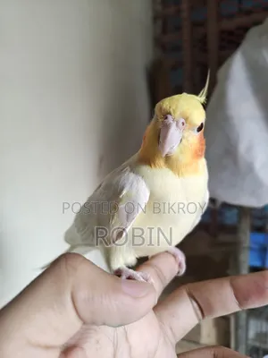 Cockatiel Male