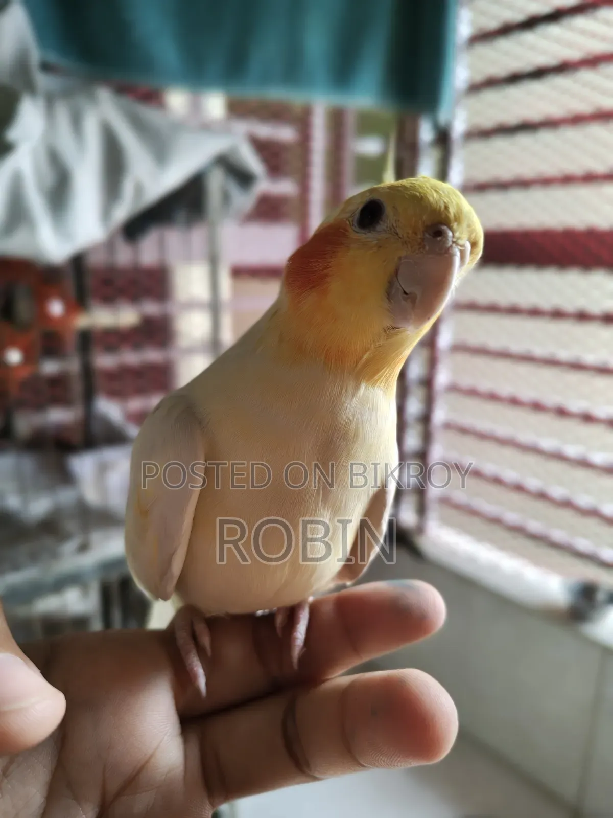 Cockatiel Male