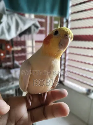 Cockatiel Male