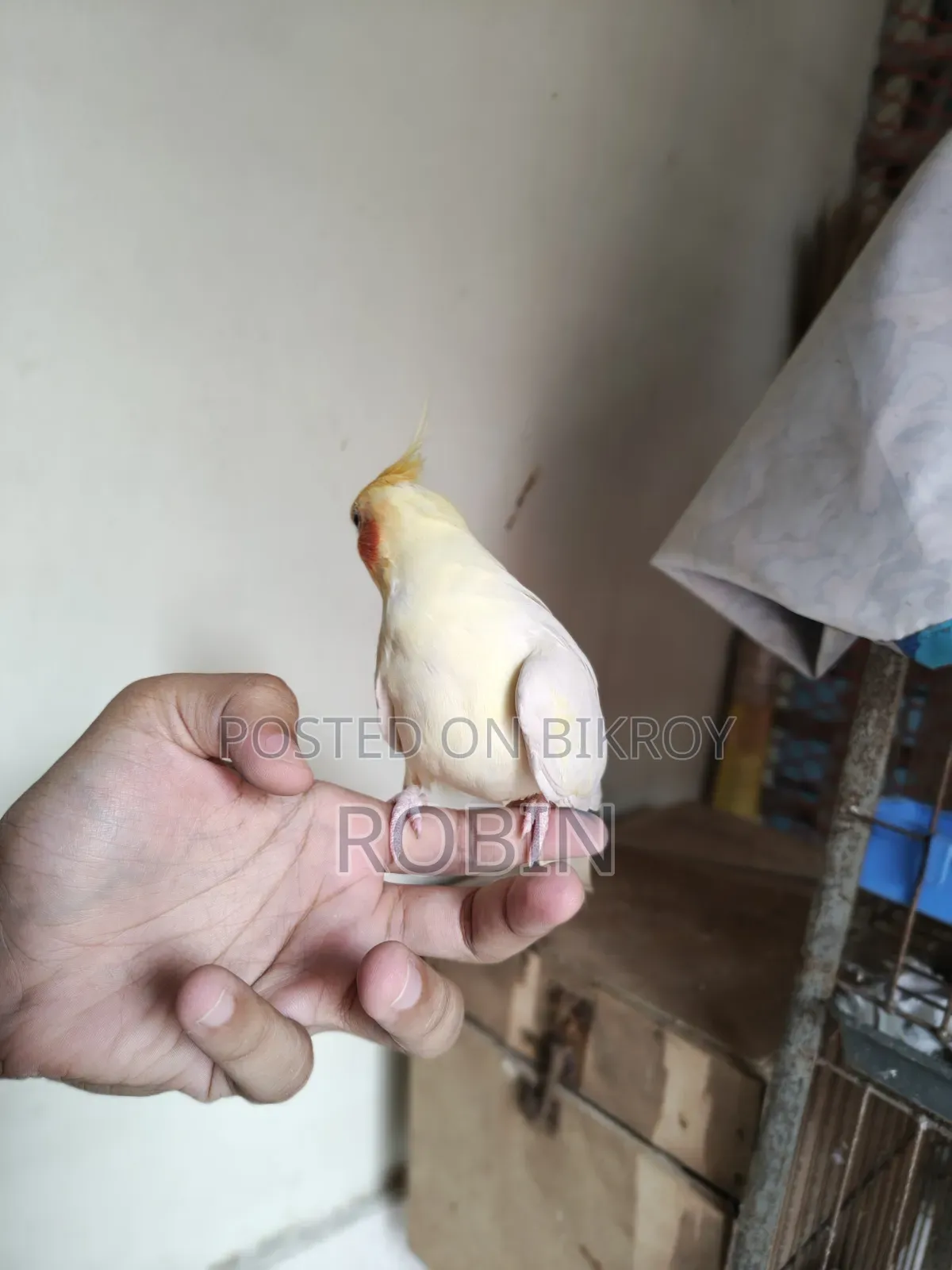 Cockatiel Male