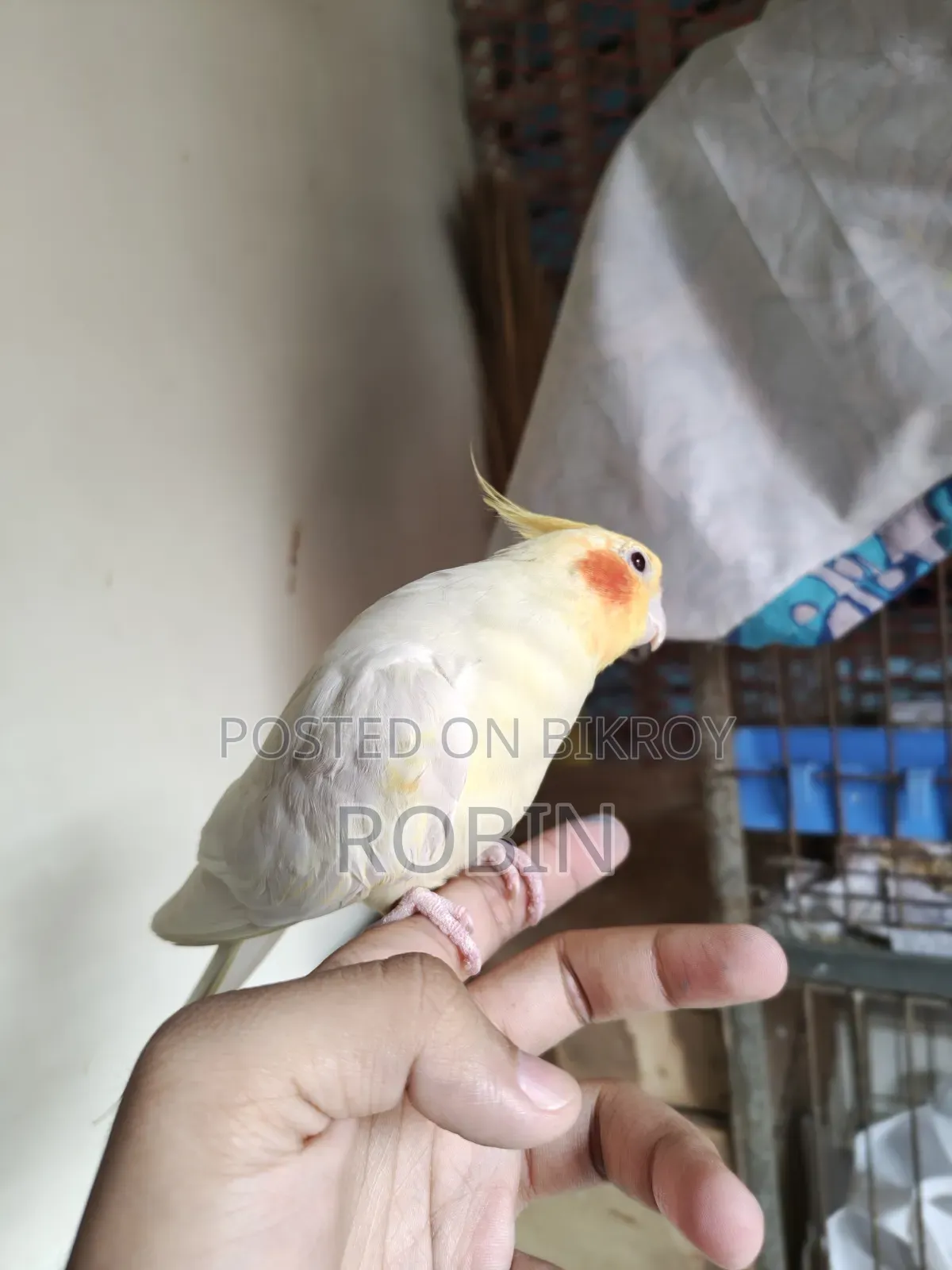 Cockatiel Male