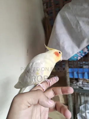 Cockatiel Male