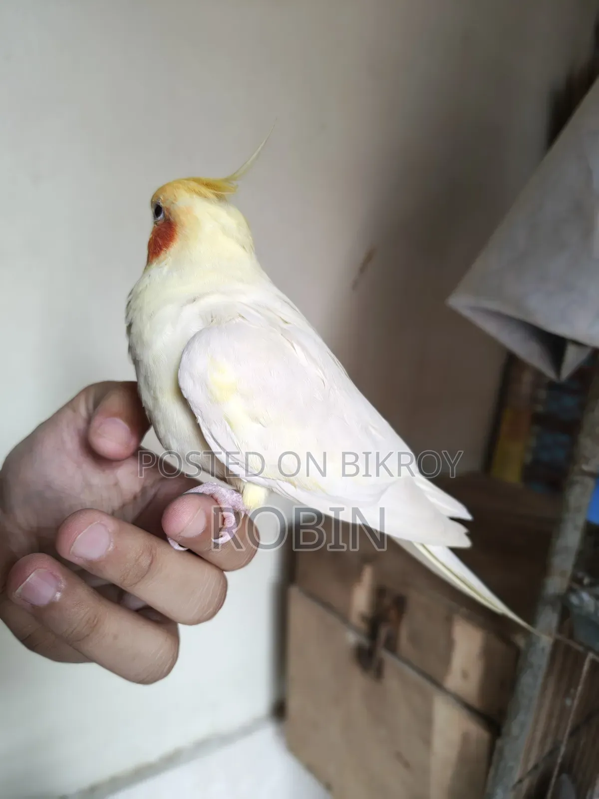 Cockatiel Male