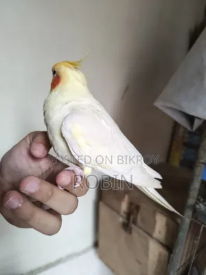 Cockatiel Male